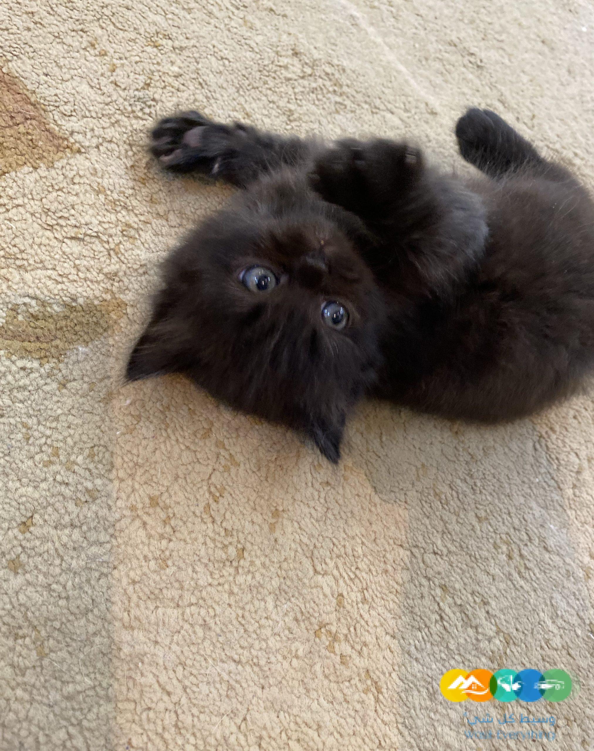 قطط شيرازى مون فيس للبيع