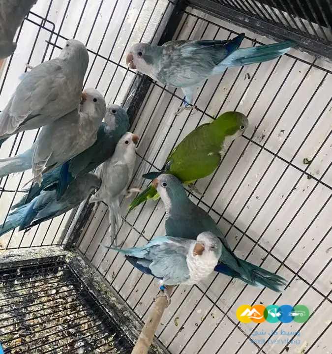 اجوز كويكر منتجة