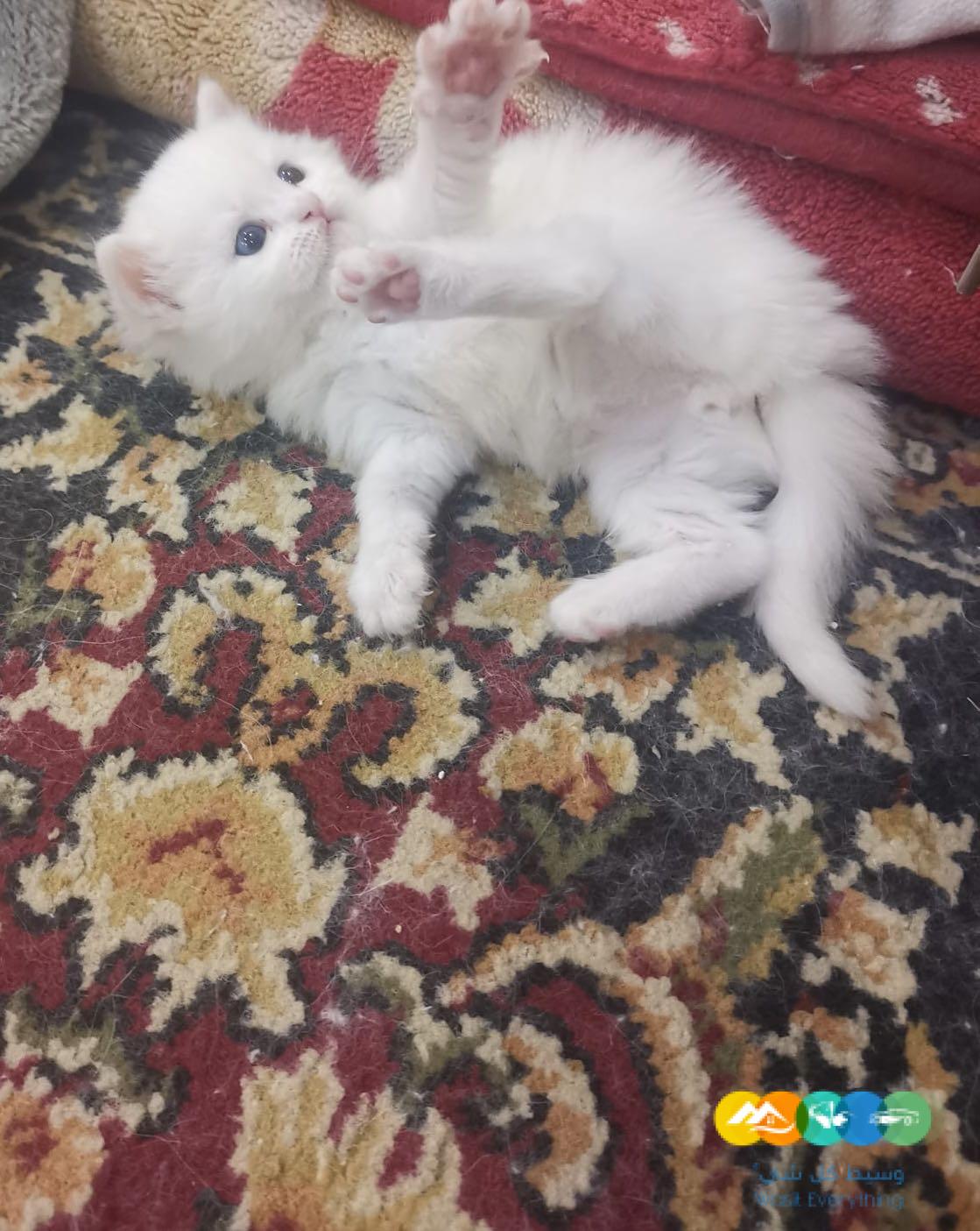 قطط شيرازى مون فيس للبيع