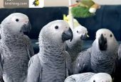 للبيع فروخ كاسكو كاش واقساط