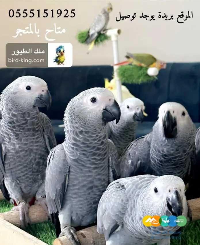 للبيع فروخ كاسكو كاش واقساط