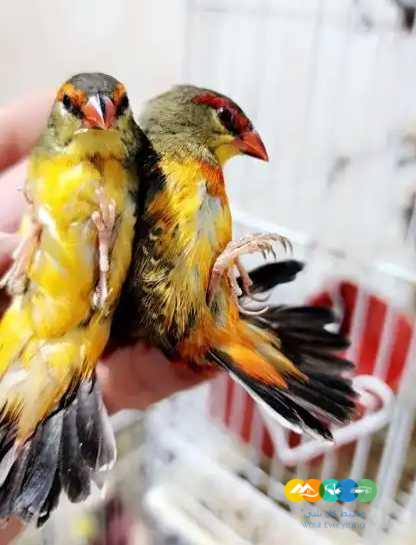 توراكو و فنشات و طيور الجنة – جملة و فرادي