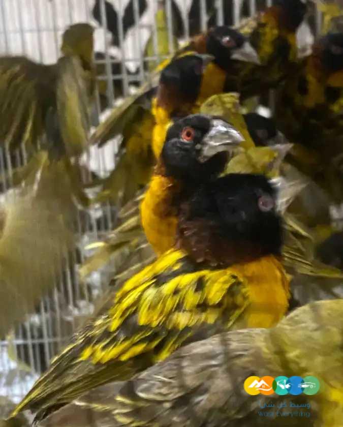 توراكو و فنشات و طيور الجنة – جملة و فرادي