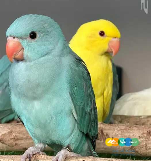 درة البينو و لاتينو و ازرق