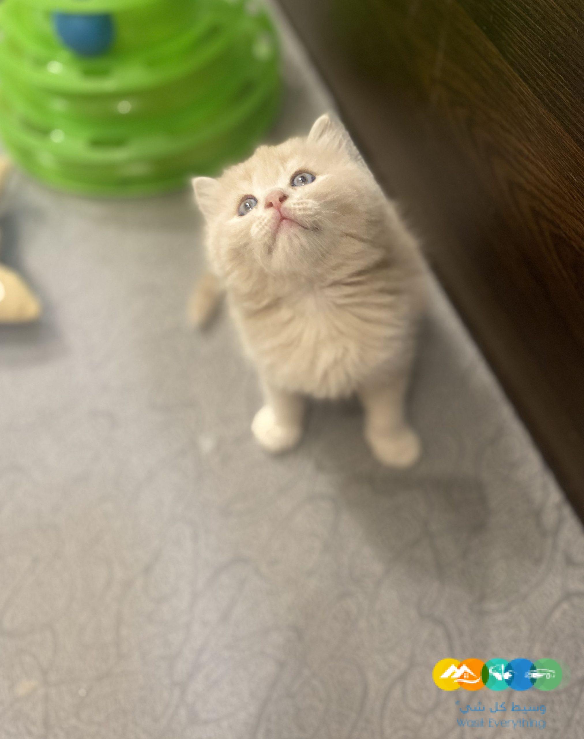 قطط شيرازى مون فيس للبيع