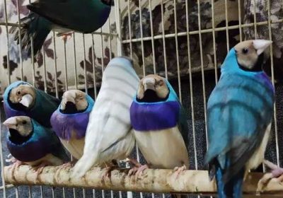 94c52ad8-1d82-4f6e-a753-6b664743e9e6