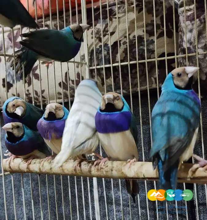 قولدن فنش – جملة و فرادي