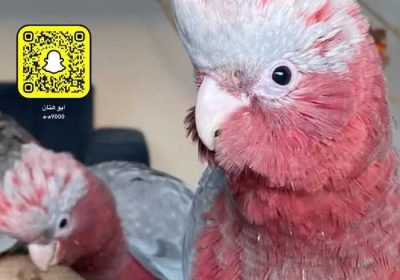 977131d4-7e6a-43e3-8a39-ce2dde18baa0