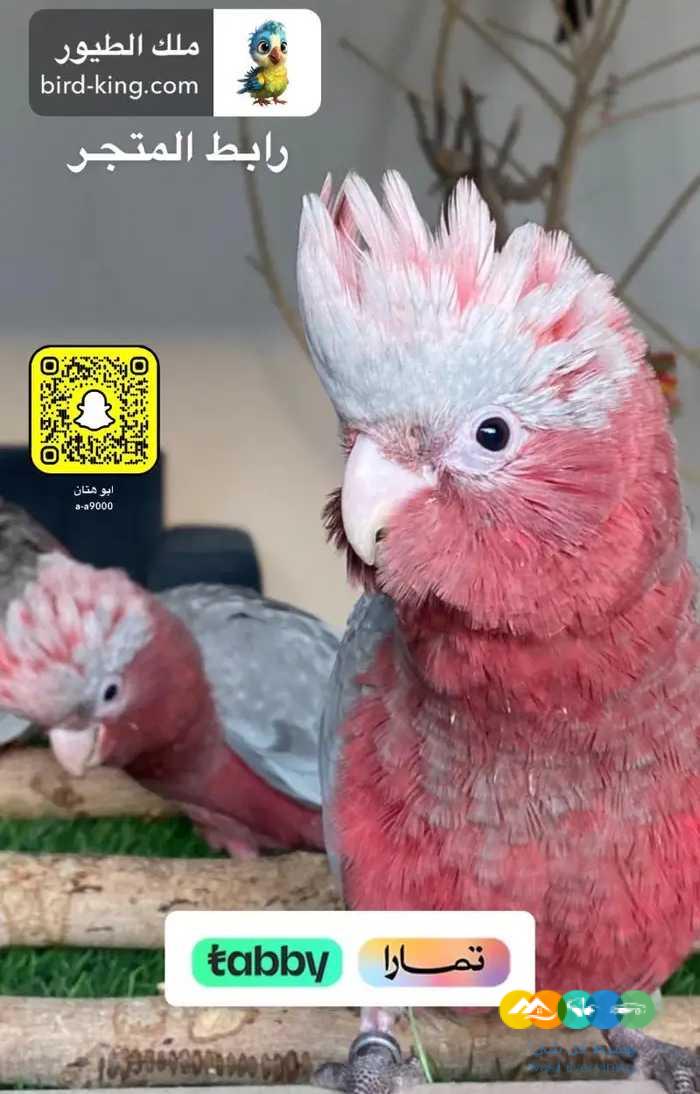 فروخ كوكاتو قالا اليفه / تم البيع