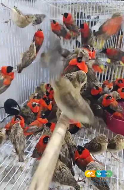 توراكو و فنشات و طيور الجنة – جملة و فرادي