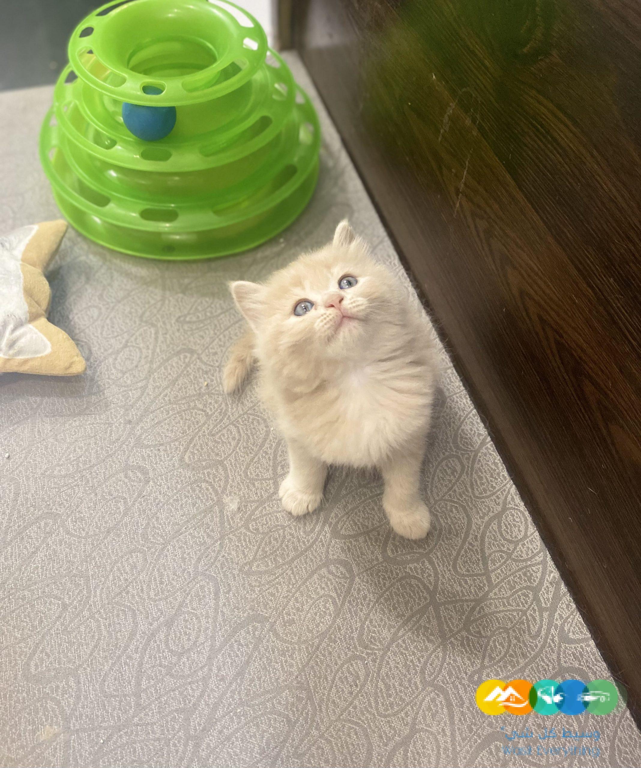 قطط شيرازى مون فيس للبيع