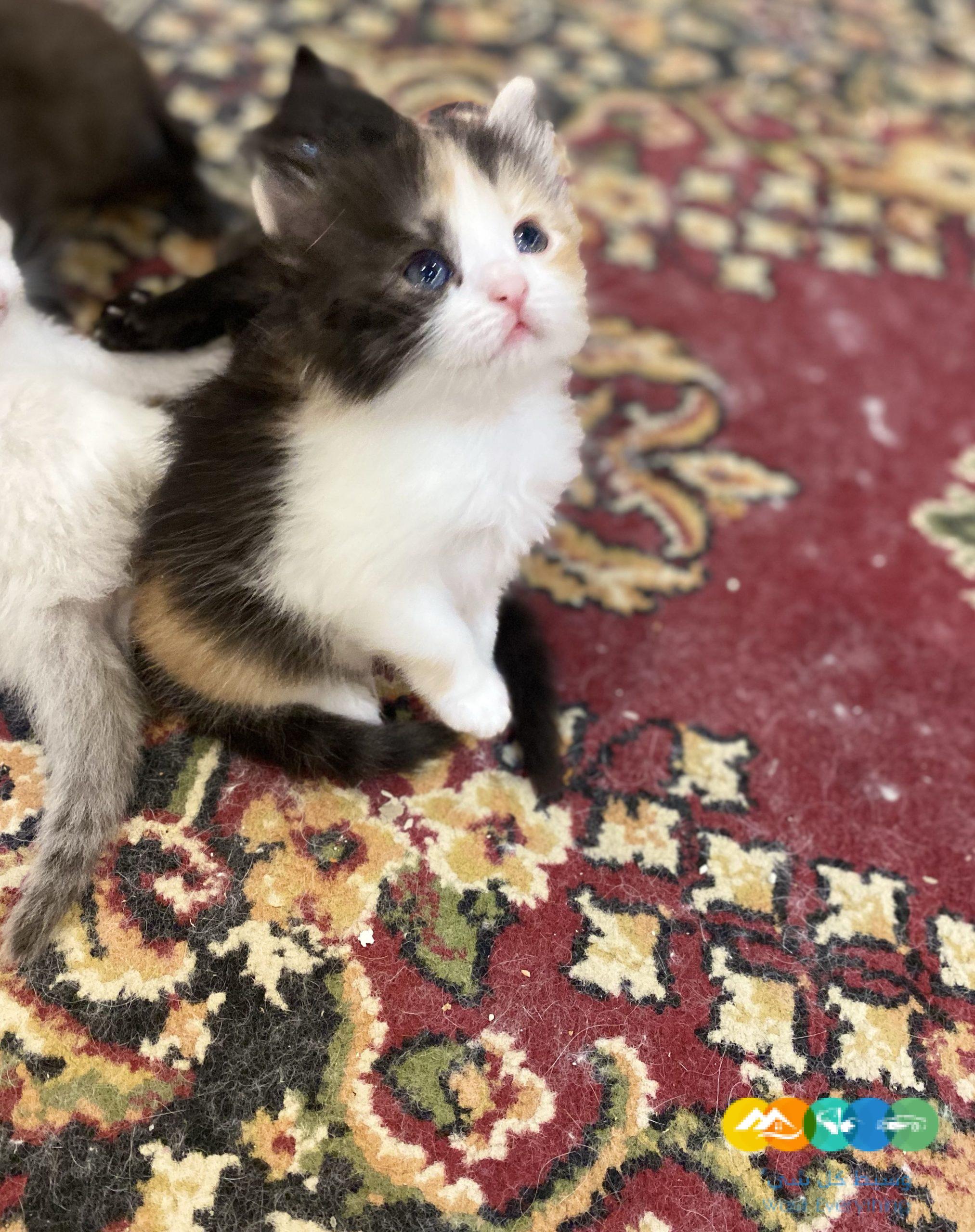 قطط شيرازى مون فيس للبيع