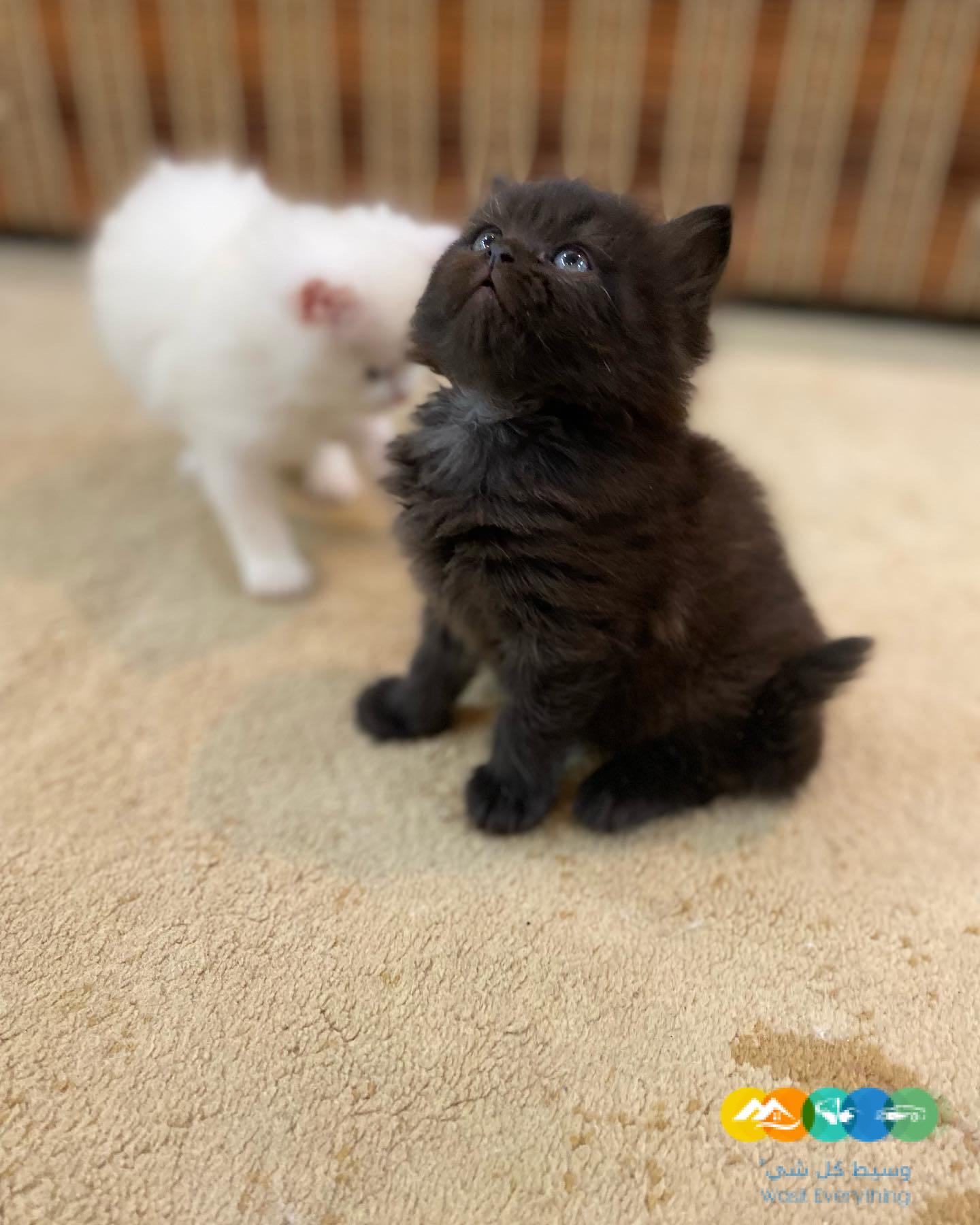 قطط شيرازى مون فيس للبيع