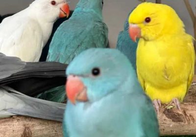 af2d87ee-d43b-4764-bf99-a73289fecb44