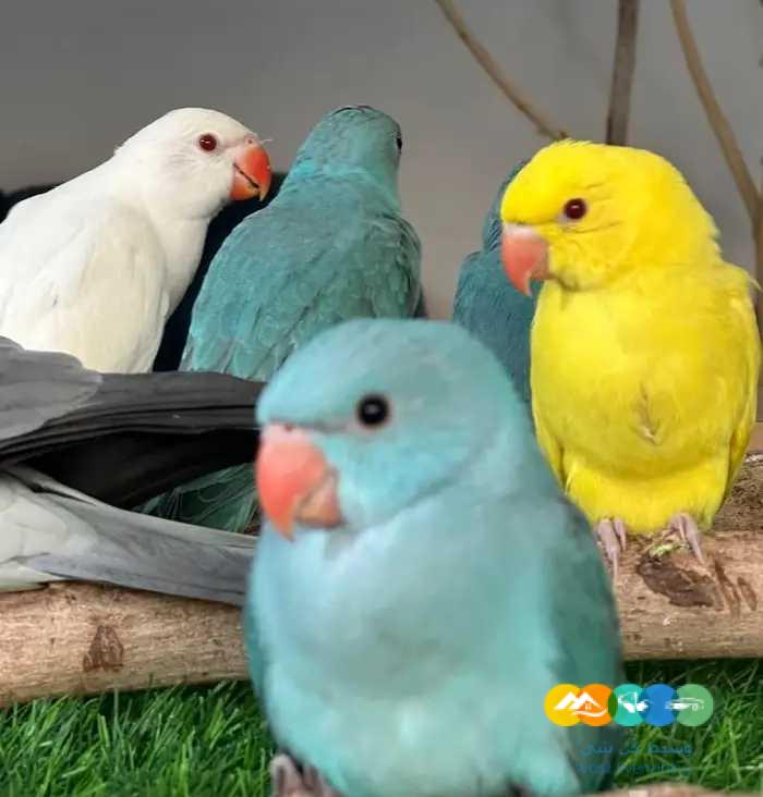 درة البينو و لاتينو و ازرق