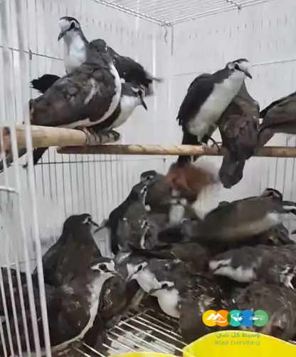 توراكو و فنشات و طيور الجنة – جملة و فرادي