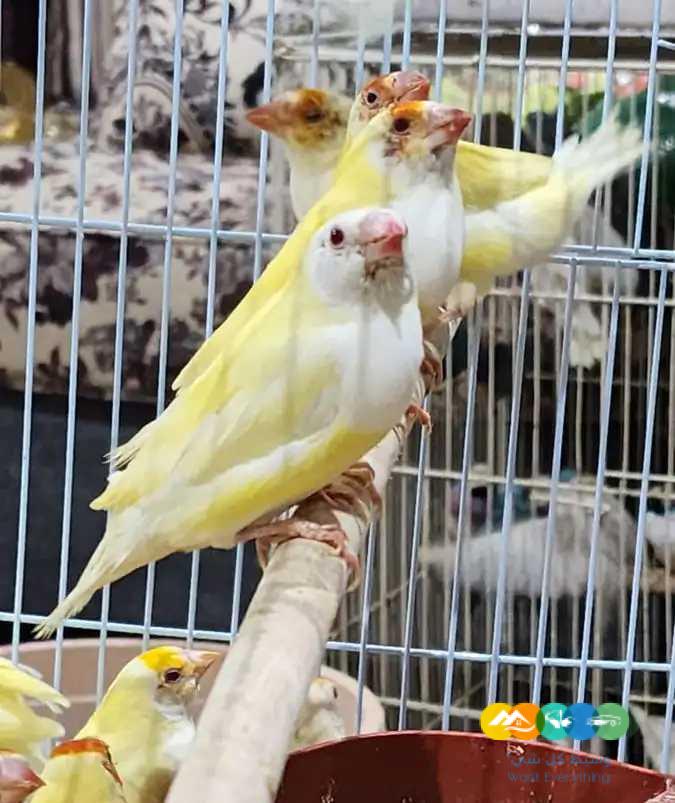 قولدن فنش – جملة و فرادي