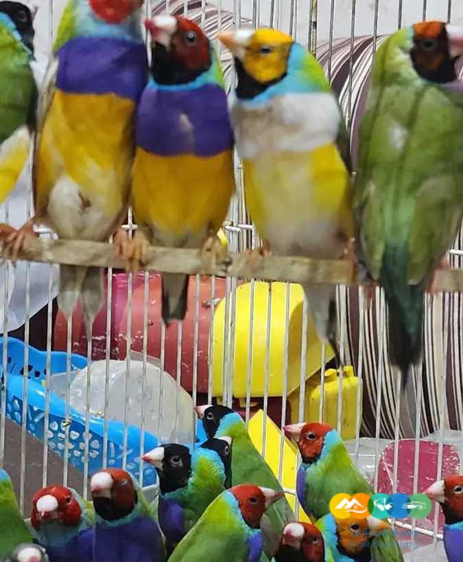 قولدن فنش – جملة و فرادي