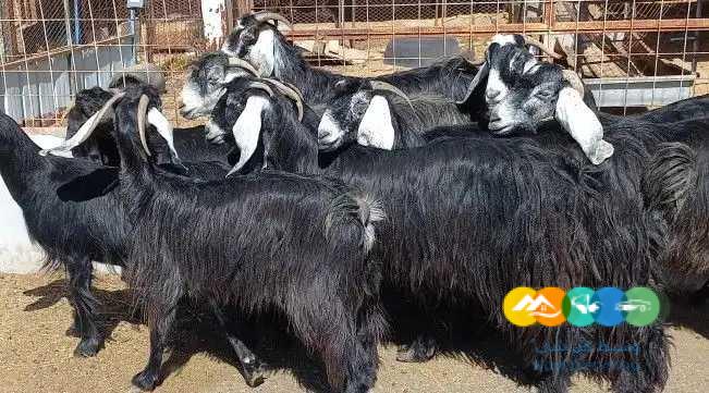 معزا عوارض منايح دفيع / تم البيع