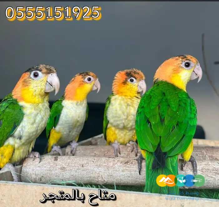 فروخ كايك وايت بلي اليفه وهدد / تم البيع