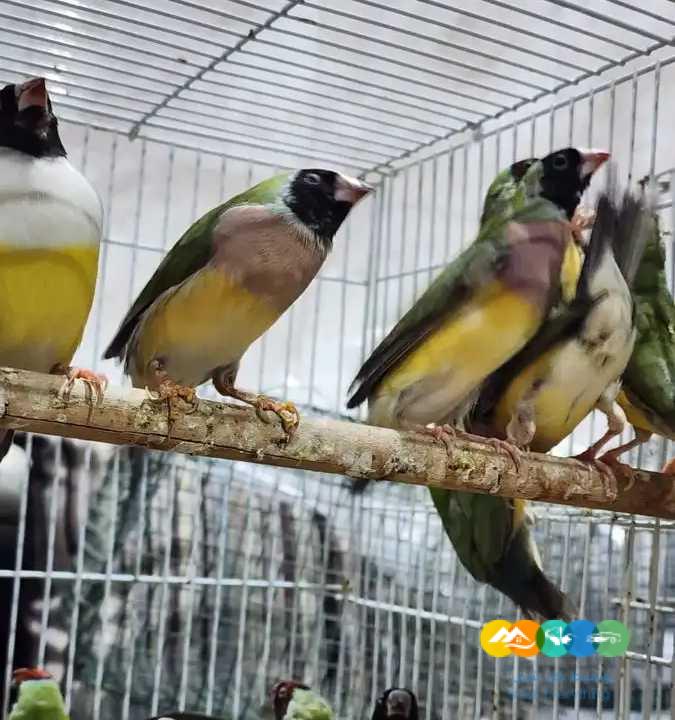 قولدن فنش – جملة و فرادي