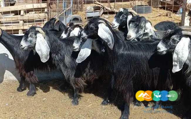 معزا عوارض منايح دفيع / تم البيع