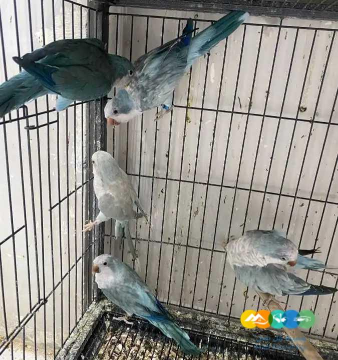 اجوز كويكر منتجة