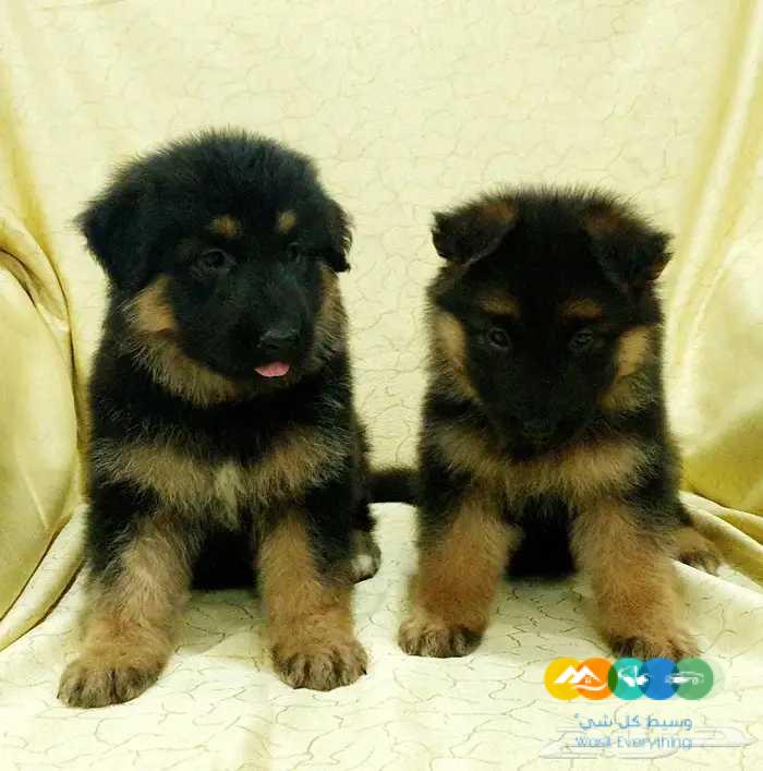 للبيع جراء جيرمن شيبرد مستوى فاخر