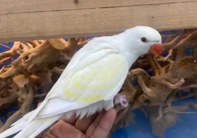 08e5eedd-c8da-4828-86ac-bb2c479dcbaa