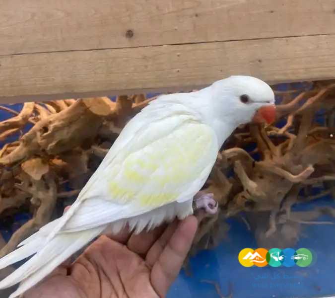 فرخ درة البينو مقلم ب اصفر ▪︎ تم البيع ▪︎