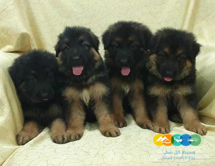 للبيع جراء جيرمن شيبرد مستوى فاخر