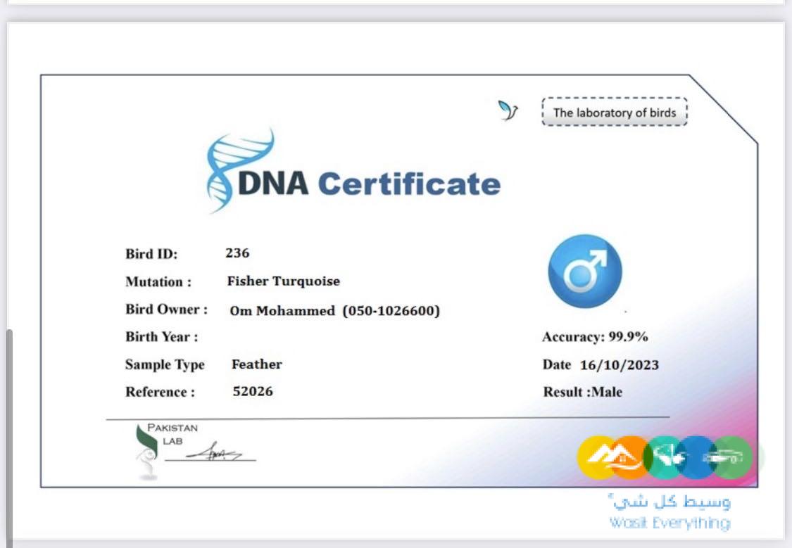 زوج فيشر ألوان جميله