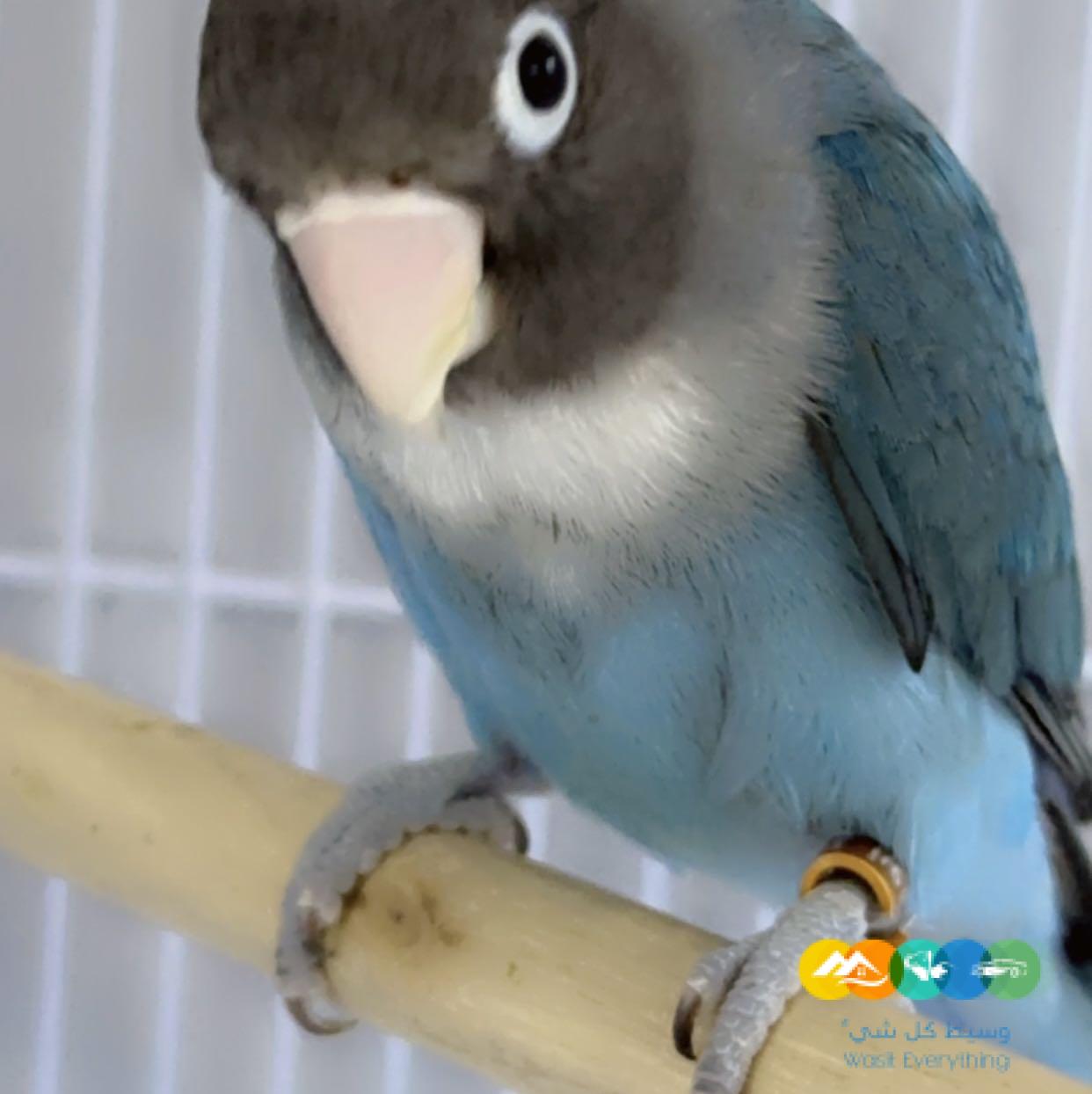 زوج فيشر ألوان جميله