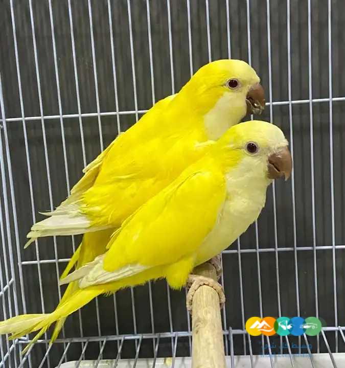 جوز كويكر لاتينو عيون حمراء