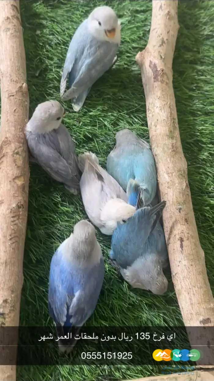 روز و كروان و دره ملونه / تم البيع