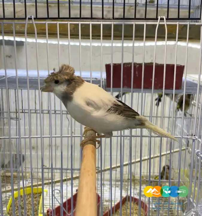 كناري سوري ابيض و ملون