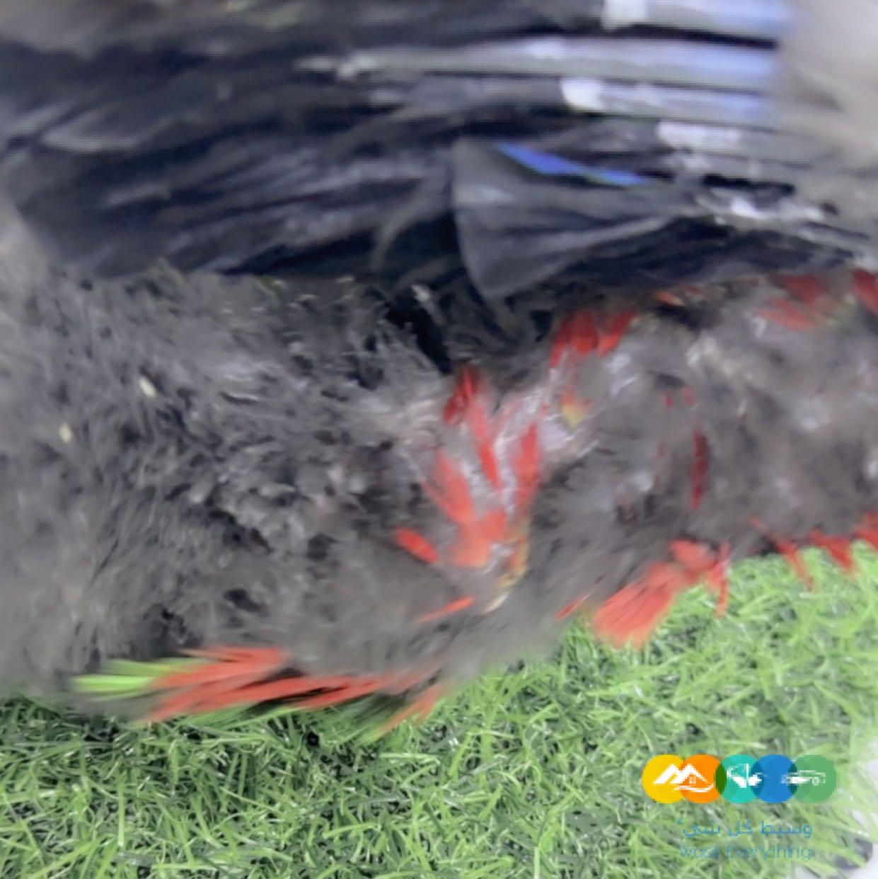 فرخ ذكر اكلكتوس