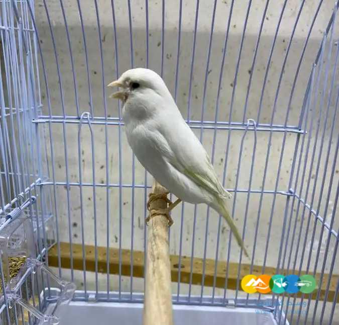 كناري سوري ابيض و ملون