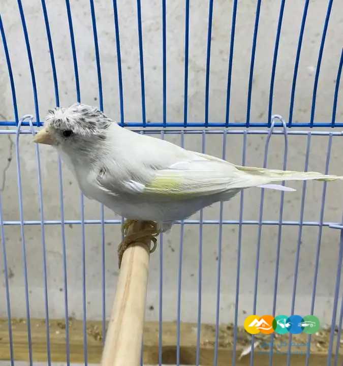 كناري سوري ابيض و ملون