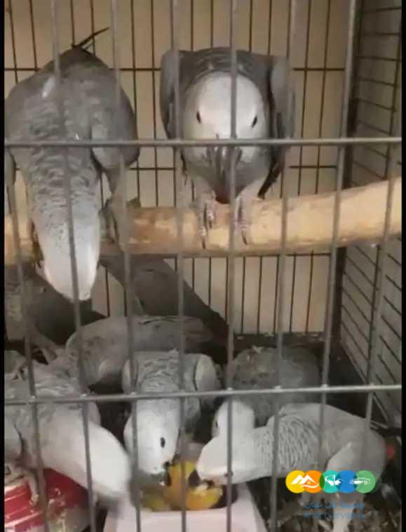 متوفر فروخ كاسكو 2850 ريال