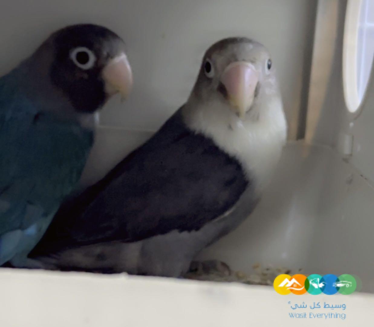 زوج فيشر ألوان جميله