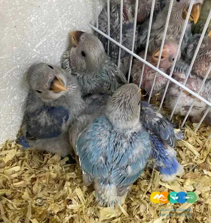 80 فرخ روز – جملة و فرادي / تم بيع الكل