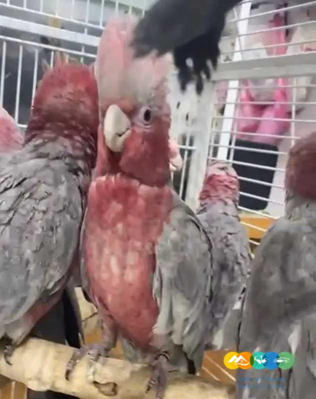 فروخ كوكاتو قالا 3300 ريال