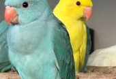 روز و كروان و دره ملونه / تم البيع