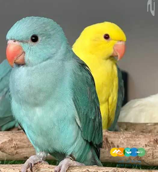 روز و كروان و دره ملونه / تم البيع