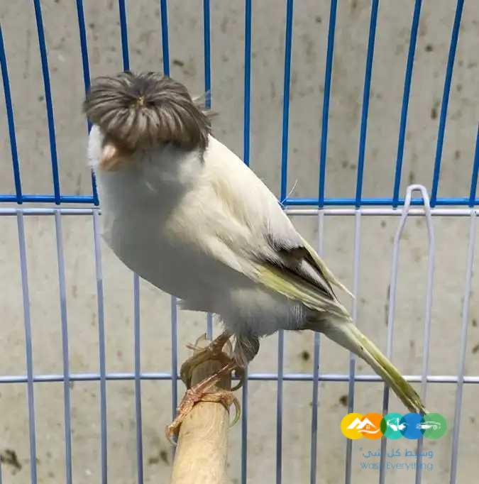 كناري سوري ابيض و ملون