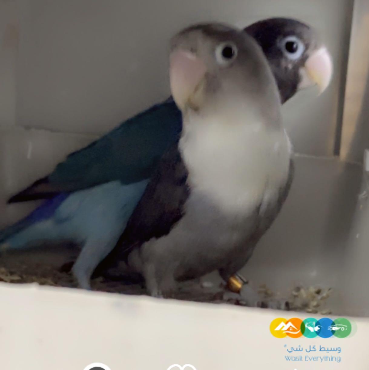 زوج فيشر ألوان جميله