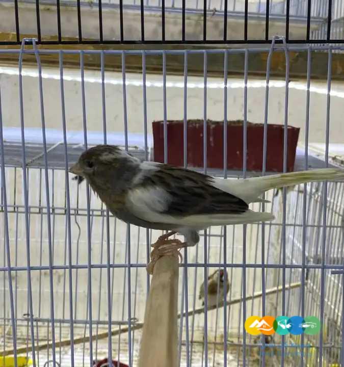 كناري سوري ابيض و ملون