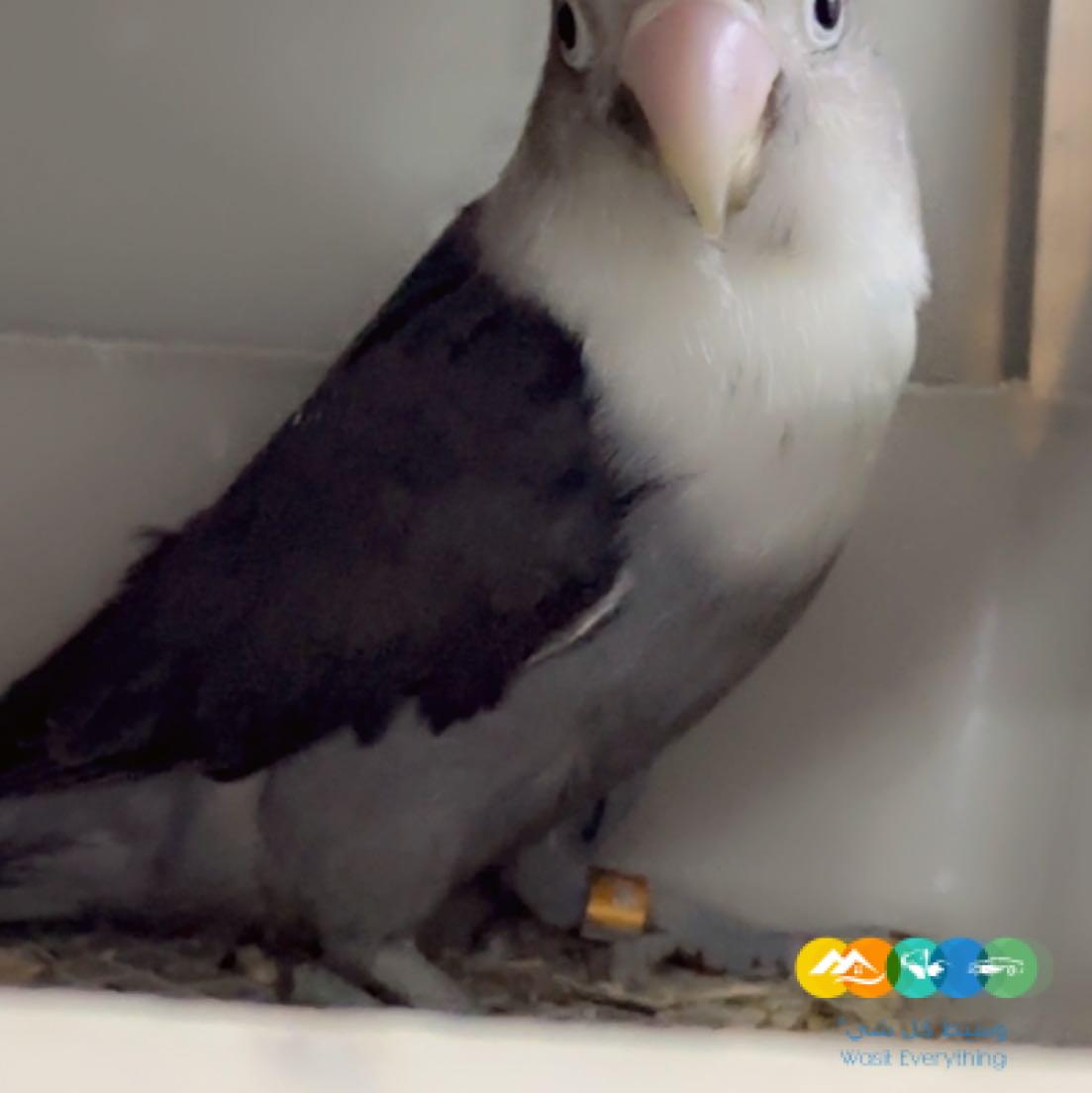 زوج فيشر ألوان جميله