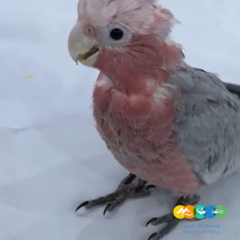 للبيع فرخ كوكاتو قالا